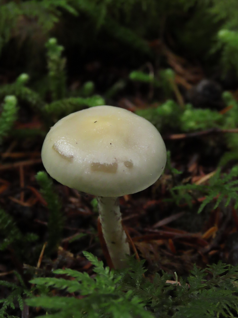 Hygrophorus odoratus