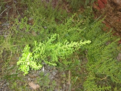 Angiospermae