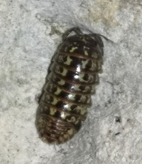 Armadillidium pictum