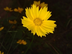 Asteraceae