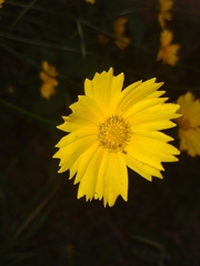 Asteraceae