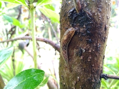 Athoracophorus