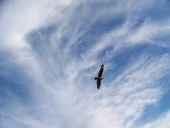 Stercorarius antarcticus