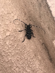 Anoplophora chinensis