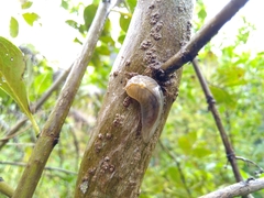 Athoracophorus