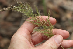 Dichelachne micrantha