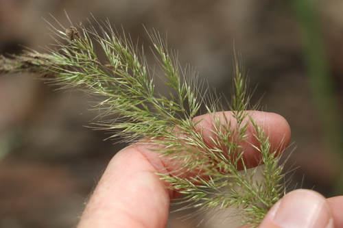 Dichelachne micrantha