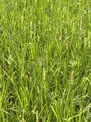 Paspalum boscianum