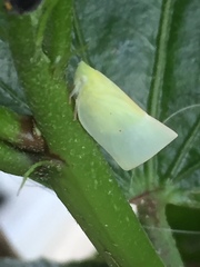 Colgaroides acuminata