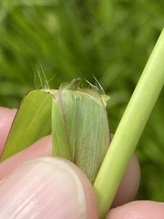 Paspalum boscianum