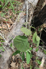 Grewia latifolia