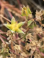 Ivesia sabulosa