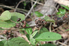 Grewia latifolia