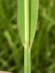 Paspalum boscianum