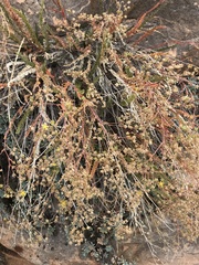 Ivesia sabulosa