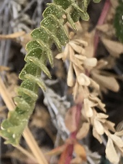 Ivesia sabulosa