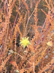 Ivesia sabulosa