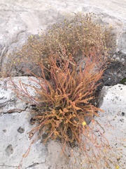 Ivesia sabulosa