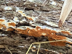 Botryobasidium aureum