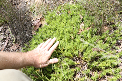 Image of Melichrus procumbens by (c) Greg Tasney, some rights reserved (CC BY-SA)