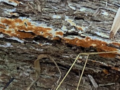 Botryobasidium aureum