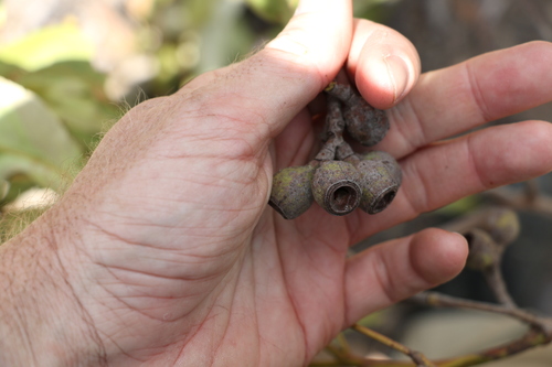 Image of Corymbia henryi by (c) Greg Tasney, some rights reserved (CC BY-SA)