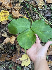 Pinellia tripartita