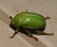 Anoplognathus prasinus