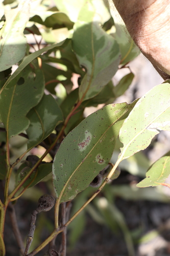 Image of Corymbia henryi by (c) Greg Tasney, some rights reserved (CC BY-SA)