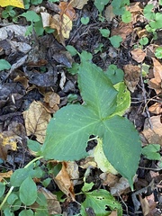 Pinellia tripartita