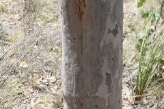 Corymbia henryi