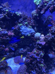 Paracanthurus
