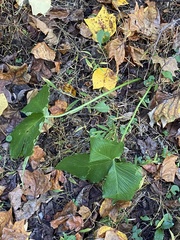 Pinellia tripartita