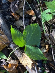 Pinellia tripartita