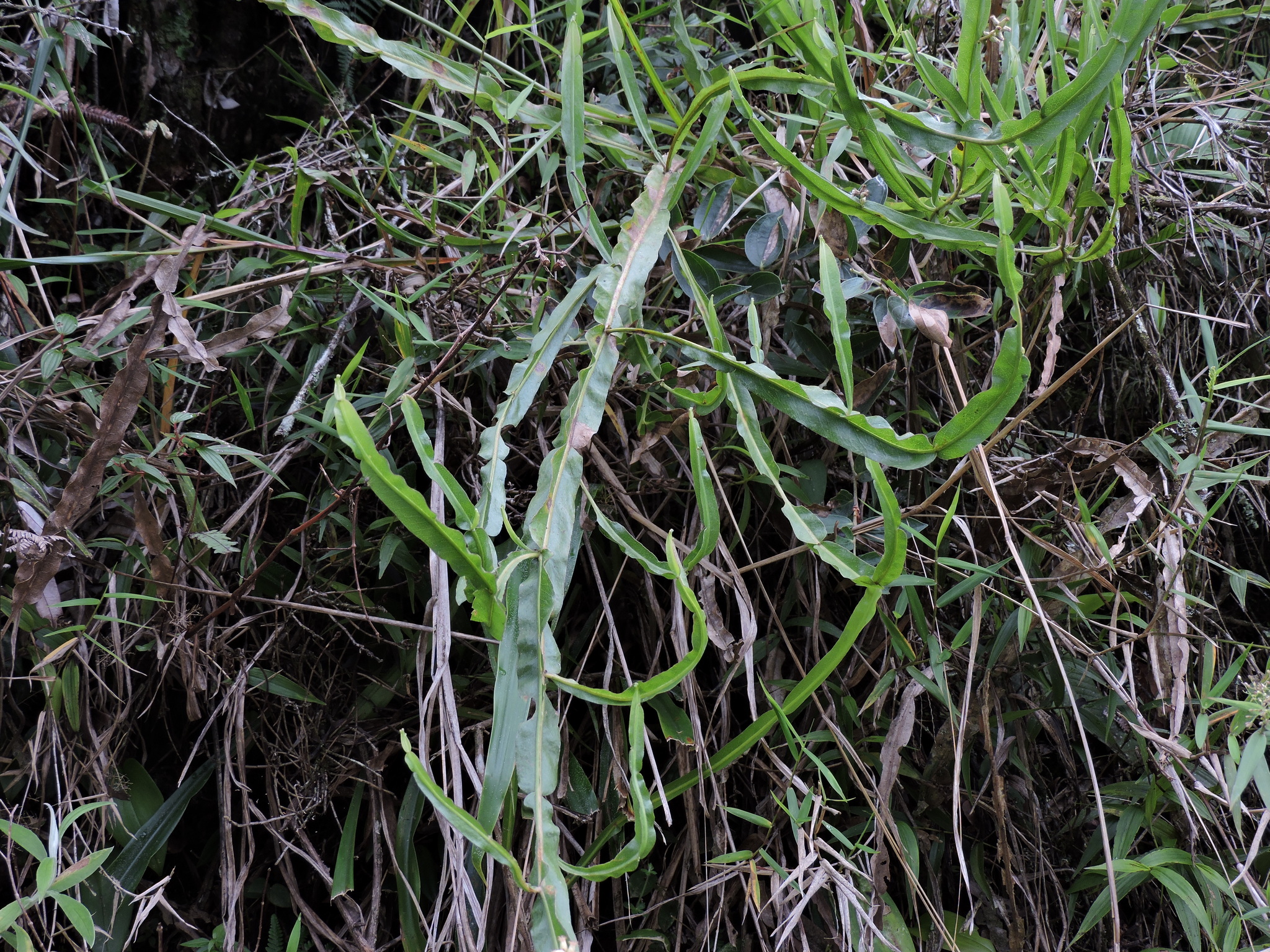 Baccharis genistelloides image