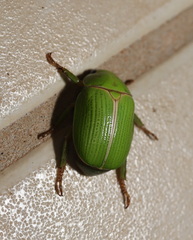 Anoplognathus prasinus