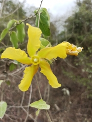 Prestonia mollis