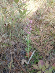 Carphephorus paniculatus