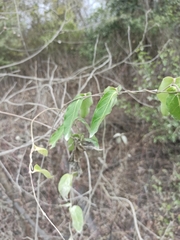 Prestonia mollis