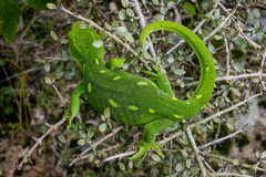 Naultinus punctatus