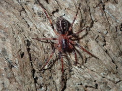 Battalus adamparsonsi