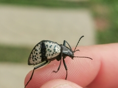 Cuphotes erotyloides