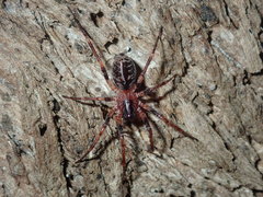 Battalus adamparsonsi