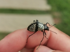 Cuphotes erotyloides