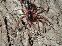 Battalus adamparsonsi