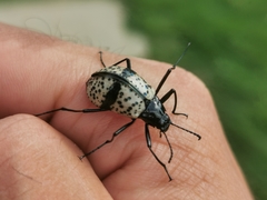 Cuphotes erotyloides