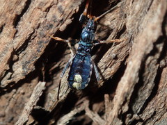 Ectomocoris decoratus