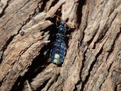 Ectomocoris decoratus