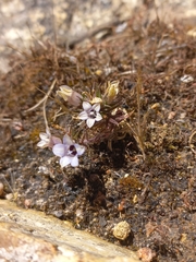 Microcodon glomeratus