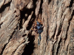 Ectomocoris decoratus